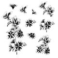 Vector flowers Malva sylvestris. A set of floral elements drawn by ink. Black and white vector illustration on a white background