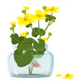 Vector flowers of Marsh Marigold