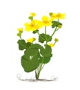 Vector flowers of Marsh Marigold