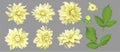 Vector flowers of yellow dahlia with buds and leaves isolated. A