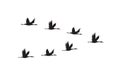 Vector flying crane bird flock silhouette