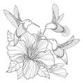 Vector flying Hummingbird or Colibri and ornate Hibiscus in contour style isolated on white background. Outline exotic bird. Royalty Free Stock Photo