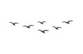 Vector flying seagull birds flock silhouette