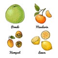 Vector food icons of fruits. Colored sketch of food products. Citrus, pomelo, tangerine, kumquat, yellow lemon