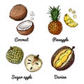 Vector food icons of fruits. Colored sketch of food products. Coconut, pineapple, sugar apple, durian