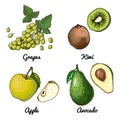 Vector food icons of fruits. Colored sketch of food products. Green grapes, apple, avocado, kiwi Royalty Free Stock Photo