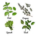 Vector food icons of vegetables and spices, herbs. Colored sketch of food products. Basil, oregano, spinach, mint