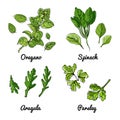 Vector food icons of vegetables and spices, herbs. Colored sketch of food products. Oregano, spinach, arugula, parsley