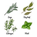 Vector food icons of vegetables and spices, herbs. Colored sketch of food products. Sage, bay leaf, tarragon, mint