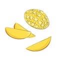 Vector food illustration of ripe juicy mango with leaves. Cut into pieces slise fruit. Hand drawing in yellow and orange colors