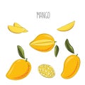 Vector food illustration of ripe juicy mango with leaves. Cut into pieces slise and whole fruit. Hand drawing in yellow and orange