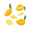 Vector food illustration of ripe juicy mango with leaves. Cut into pieces slise and whole fruit. Hand drawing in yellow