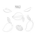 Vector food illustration of ripe juicy mango with leaves. Cut into pieces slise and whole fruit. Hand drawing in yellow