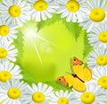 Vector frame of daisies with a butterfly Royalty Free Stock Photo