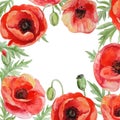 Vector frame with red watercolor poppy flowers.