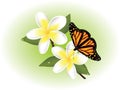 vector frangipani and butterfly