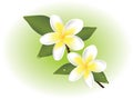 vector frangipani flowers