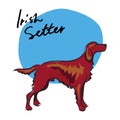 Irish Setter, vector illustration Royalty Free Stock Photo