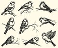 Vector freehand drawing. Tits, sparrows and bullfinches on branches