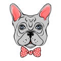 Vector French Bulldog. Illustration of a cute dog wit bow. Carto