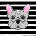 Vector French Bulldog. Illustration of a cute dog wit bow. Carto