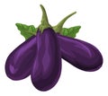 Vector of fresh brinjal