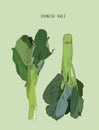 Vector of Fresh Green Chinese Cabbage, Bok Choy