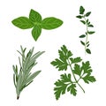 Vector fresh parsley, thyme, rosemary, and basil herbs. Aromatic