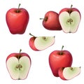 Vector fresh red apples collection isolated on white. Whole, half, and slice of a ripe juicy apple. delicious sliced red Royalty Free Stock Photo