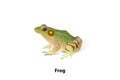 Vector frogs on a white background, amphibians, insects are their food.