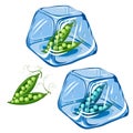 Vector Frozen pea in ice cube isolated on white background EPS 8.