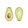 Vector fruit avocado. Avocado cut in half with a stone Royalty Free Stock Photo