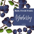 Vector fruit element of blueberry. Hand drawn icon with lettering. Food illustration for cafe, market, menu design