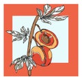 Vector fruits apricot peach illustration vitamin fresh color