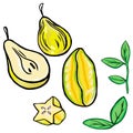 Vector fruits hand drawn arrangement, vector carambola and pears, green leaves