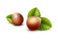 Vector Full Unpeeled Hazelnuts with Leaves