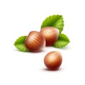 Vector Full Unpeeled Hazelnuts with Leaves Royalty Free Stock Photo