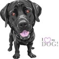 Vector funny cartoon black dog breed Labrador Retriever Royalty Free Stock Photo