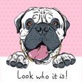 Vector funny cartoon hipster dog Bullmastiff