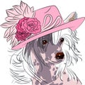 Vector funny cartoon hipster dog Chinese Crested breed