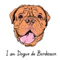 Vector funny cartoon hipster dog French Mastiff