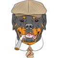 Vector funny cartoon hipster dog Rottweiler Royalty Free Stock Photo