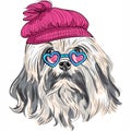 Vector funny cartoon hipster Lowchen dog