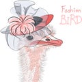 Vector funny fashion Ostrich Bird in a beautiful hat Royalty Free Stock Photo