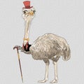 Vector funny Ostrich Bird hipster Royalty Free Stock Photo