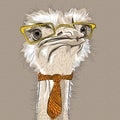 Vector funny Ostrich Bird hipster