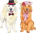 Vector funny pair of dogs labrador retriever wearing hats and ti