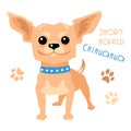 Vector funny shorthaired Chihuahua dog sitting