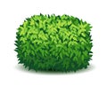 Vector garden bush isolated shrub hedge. Green bush cartoon grass shrubbery plant.