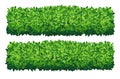 Vector garden bush isolated shrub hedge. Green bush cartoon grass shrubbery plant. Royalty Free Stock Photo